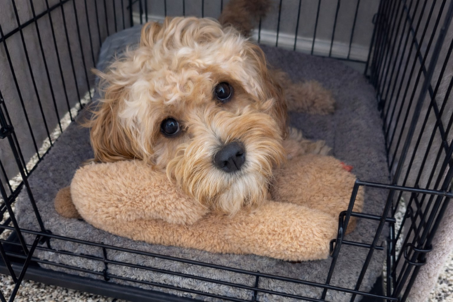Alfie as a puppy resting in her crate with a plush toy.
